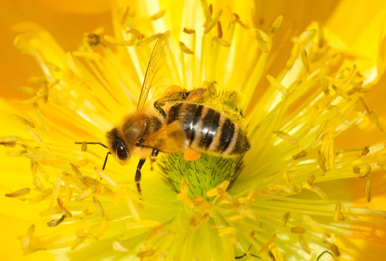 Animales más inteligentes, según la ciencia