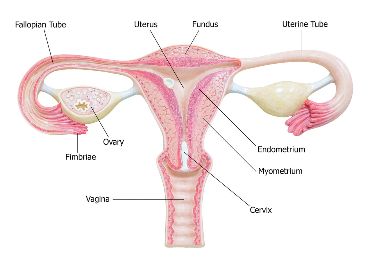 Aparato reproductor femenino