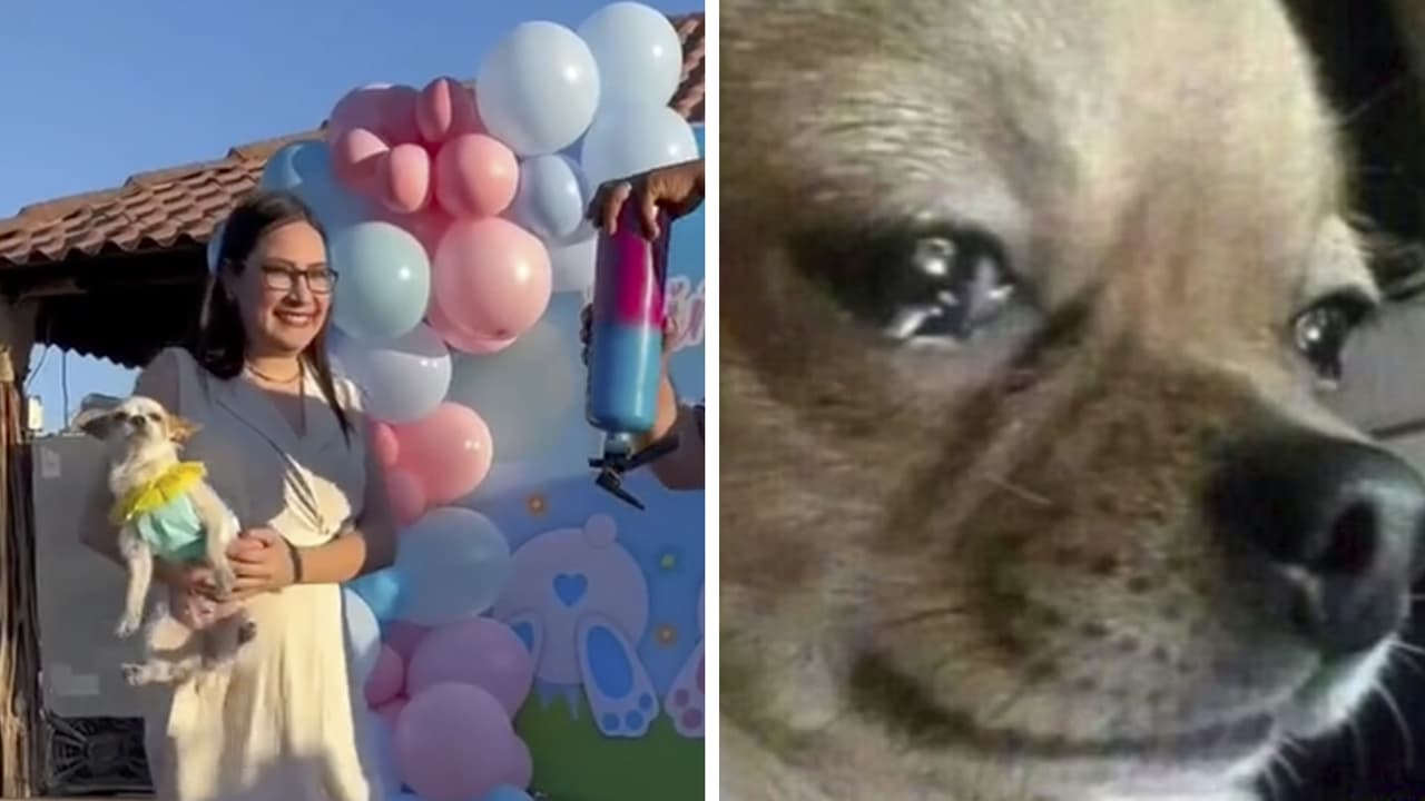 "¡El perrhijo salió volando!": Mamá se emociona en fiesta de revelación y avienta a su perrito
