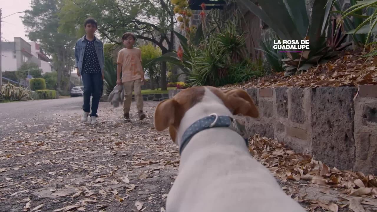 ¡Este niño es un verdadero diablillo y trae a todos de bajada!