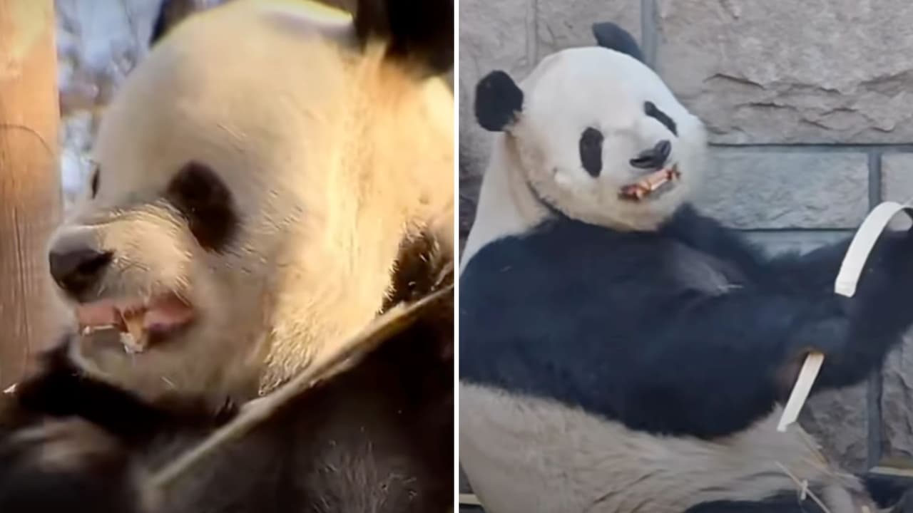 Panda se hace viral por mostrar sus dientes y la historia de cómo lo aprendió te enternecerá.