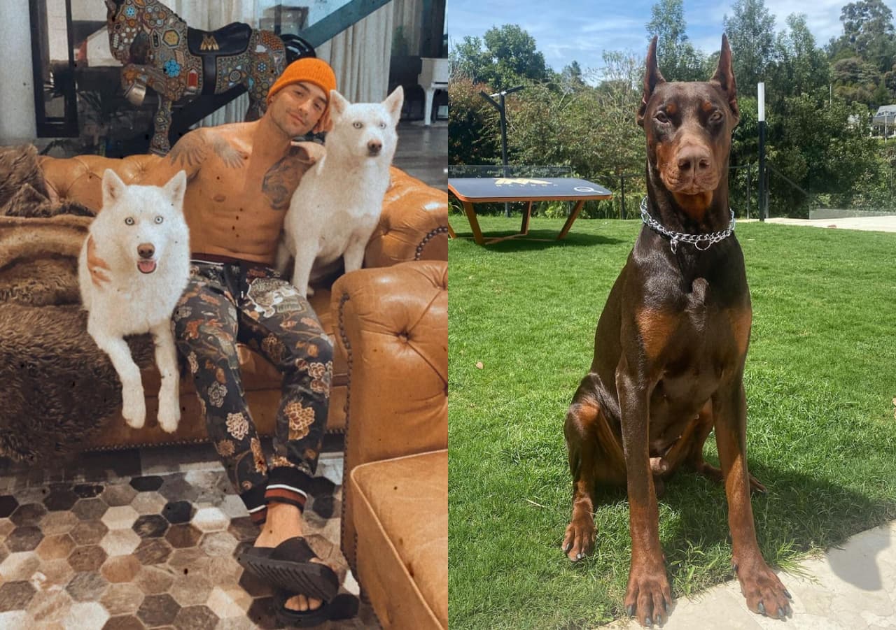 Maluma - El cantante colombiano gusta de mostrar en redes a sus tres adoraciones, 'Bonnie' y 'Clyde' (izquierda) -quienes son de raza husky siberiano y son los que más tiempo tienen junto al intérprete de 'Felices los 4'- y Buda (derecha), un doberman europeo que adquirió hace menos de un año y que, se dice, puede costar más de 10 mil pesos mexicanos.