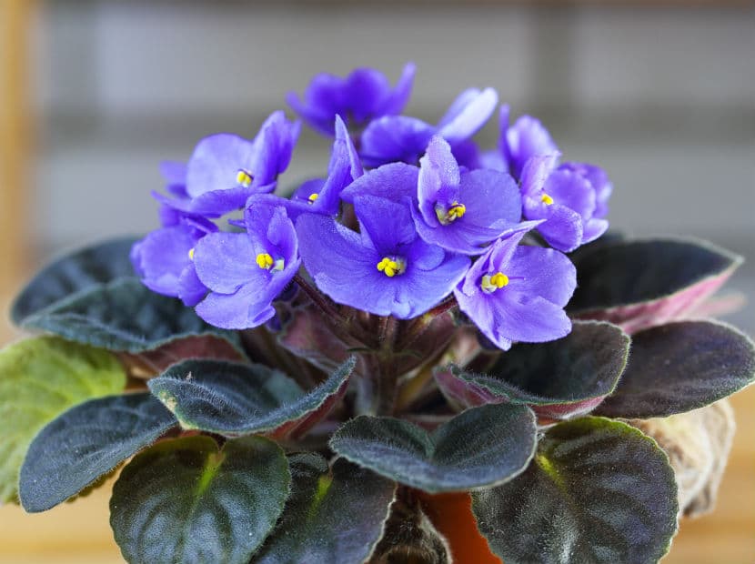 Capricornio. Las violetas lograrán robarle una gran sonrisa a tu madre que agradece la calidad sobre la cantidad.