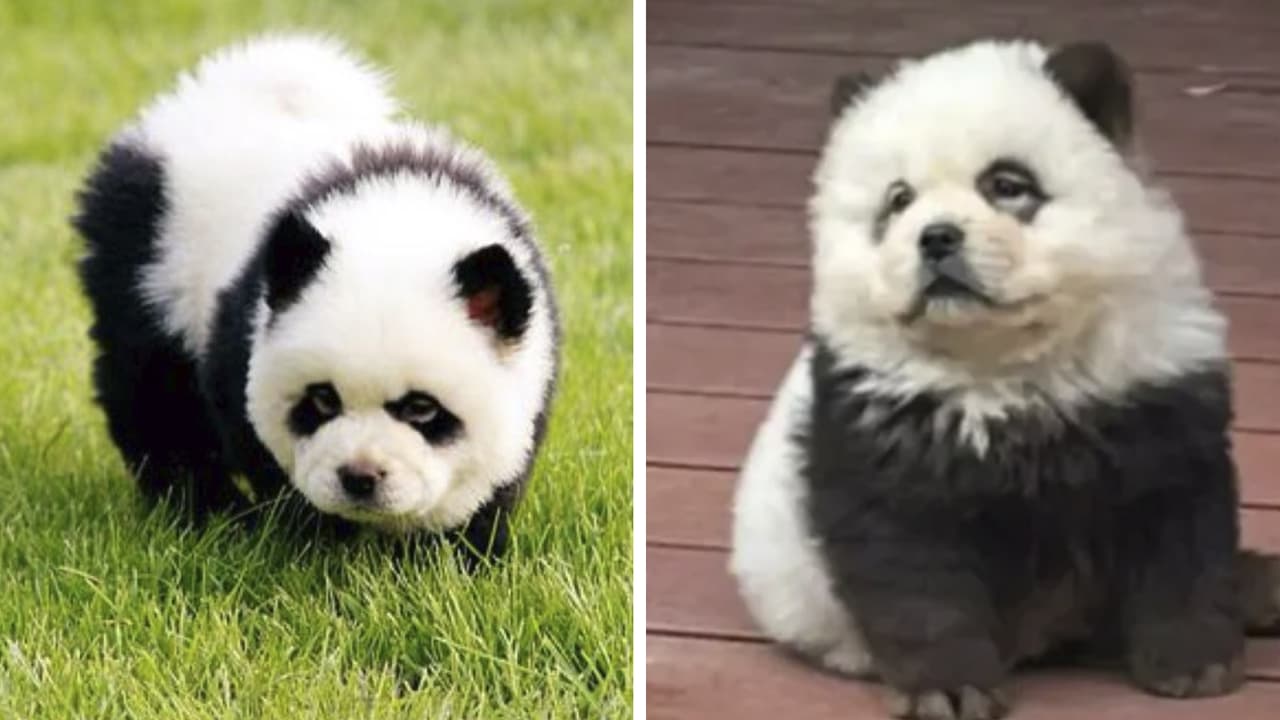 Zoológico pinta perritos para que parezcan ositos pandas y así los exhibe: internet se 'ofende'