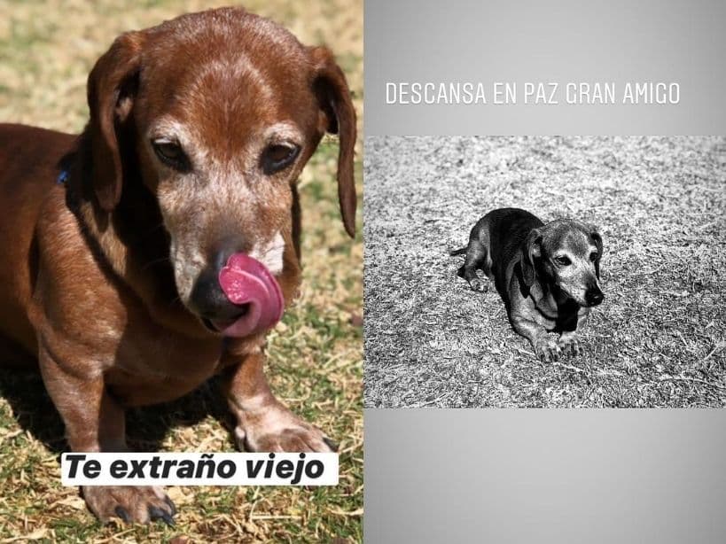 Hijos de Itatí Cantoral se despidieron de su perrito Pluto