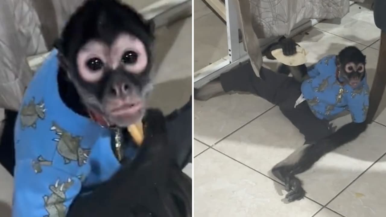 Chango se roba la tarea de un niño y lo tienen que grabar para que la maestra le crea 