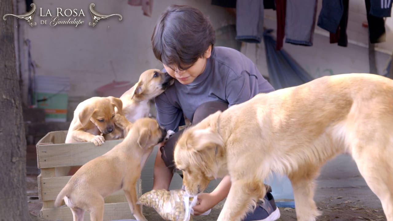 La Rosa de Guadalupe | LA NATURALEZA DEL AMOR | Resumen | Parte 1