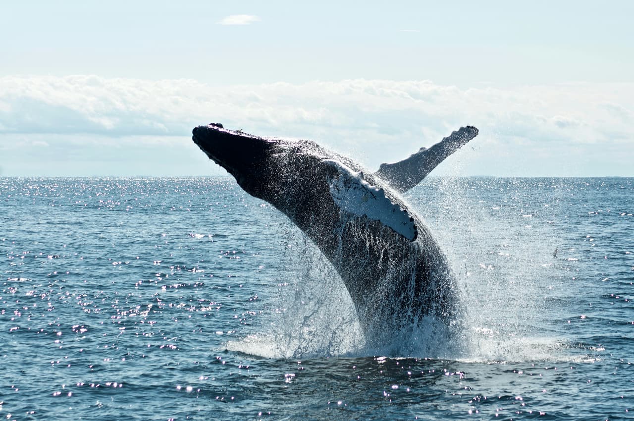 Ballena emergiendo a la superficie