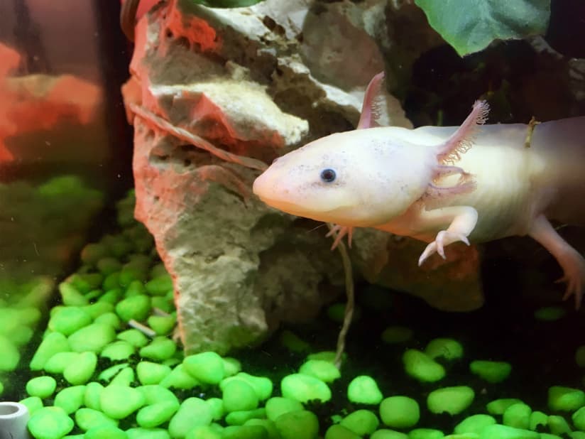 Son económicos y fáciles de criar en peceras. Los hay de varios colores y hasta albinos.