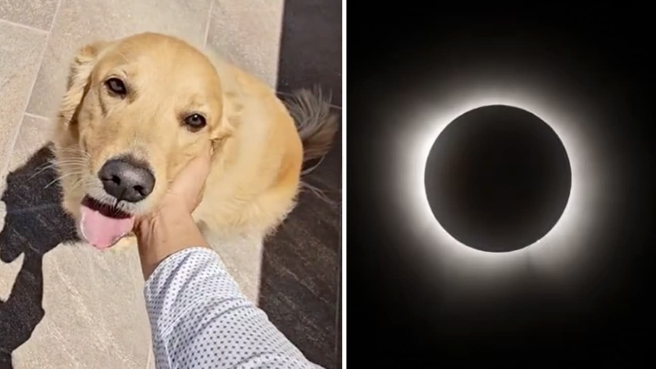 ¿No entendían qué pasaba? Así reaccionaron los animales al asombroso eclipse solar