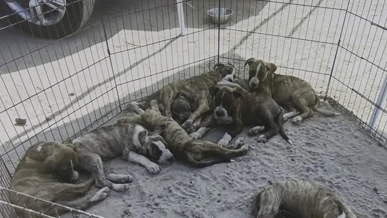 Ordenanza castigará criaderos ilegales de perros en Fresno: ¿cuáles serían las consecuencias?