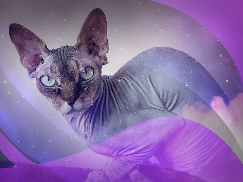 Escorpio, el gato esfinge de mirada penetrante y apariencia extraña es muy parecido a tu personalidad misteriosa. Posee una agilidad e inteligencia aguda. Es fiel y demanda una gran atención.