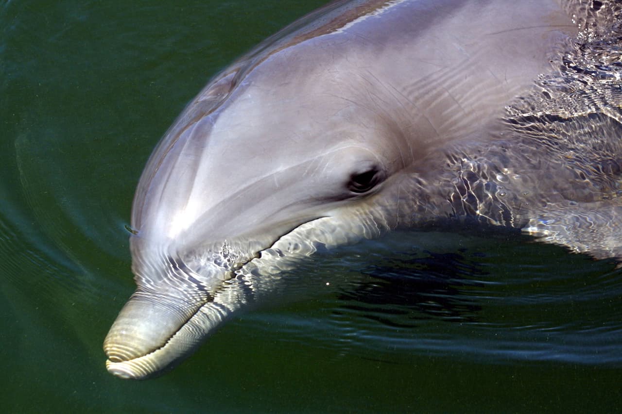Animales más inteligentes, según la ciencia