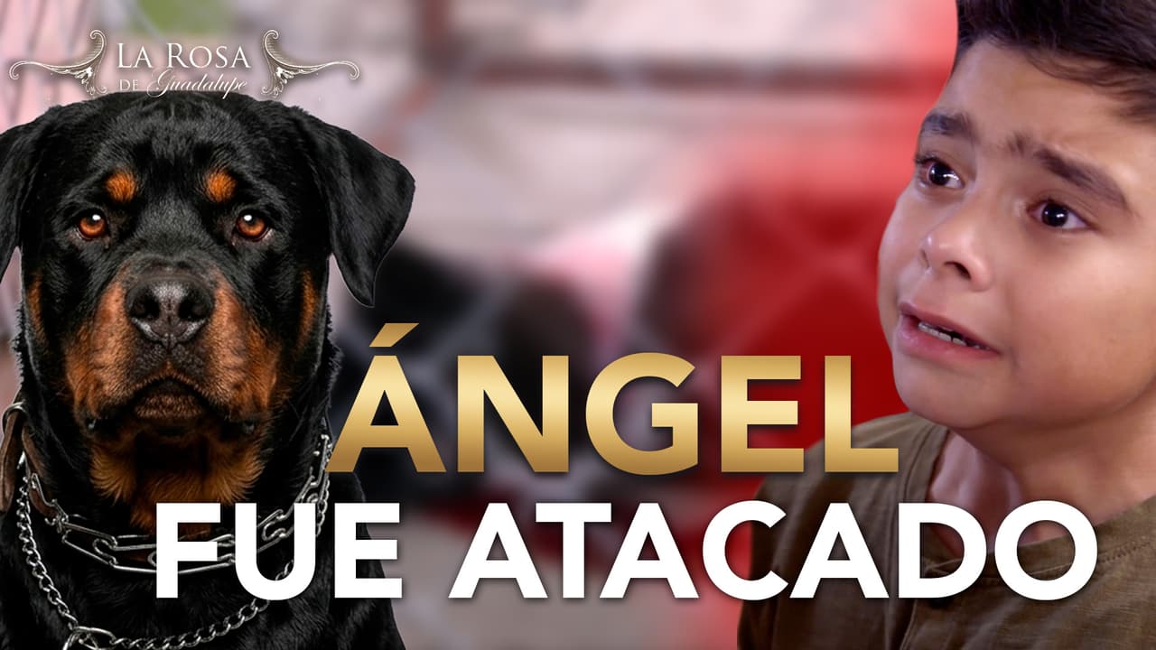 Angel Salvador fue atacado por un perro de peleas y tiene pocas probabilidades de sobrevivir