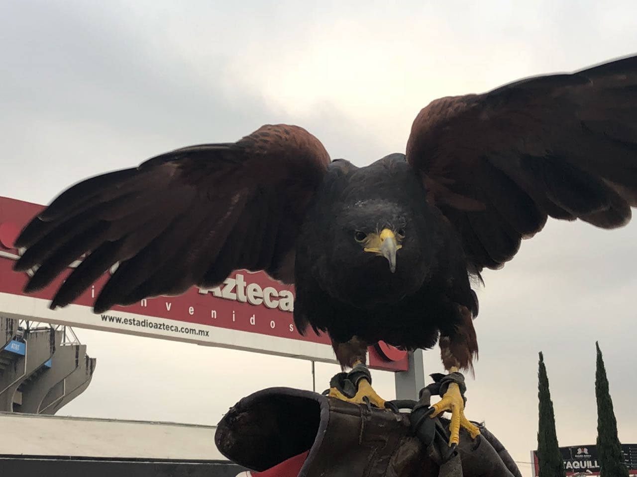 El emblema del Club América, el águila real, estuvo presente acompañando a los corredores.