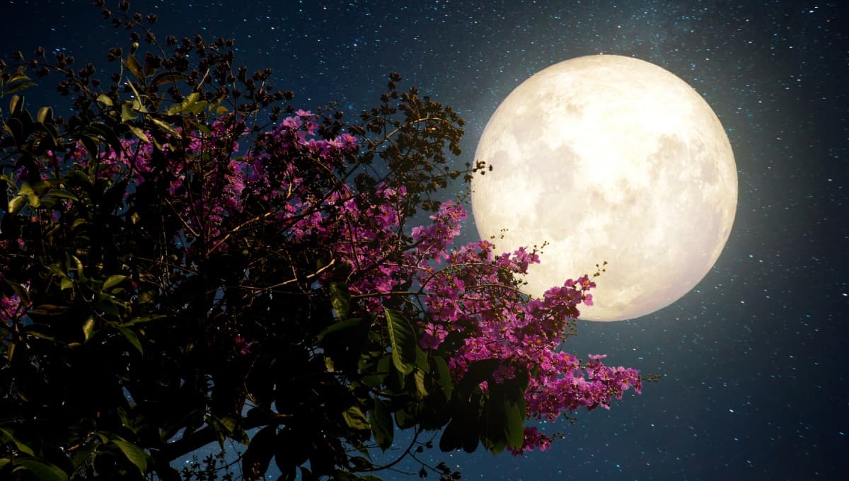 Luna llena abril 2023: ¿cómo aprovechar la energía de la Luna Rosa?