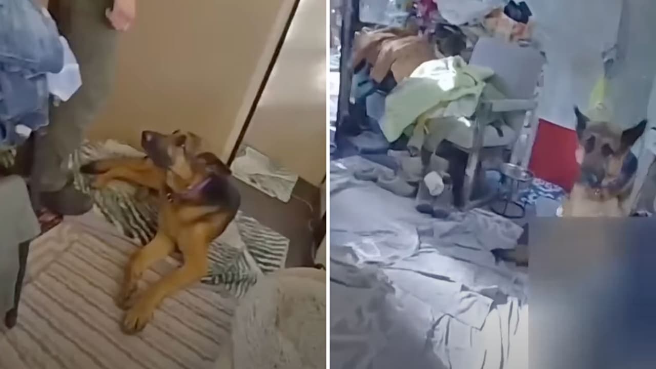 Nikita se encontraba custodiando el cuepo de la pianista Betsy.