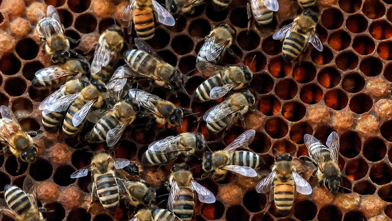 Se desconoce el efecto que los desechos causarían en las abejas.