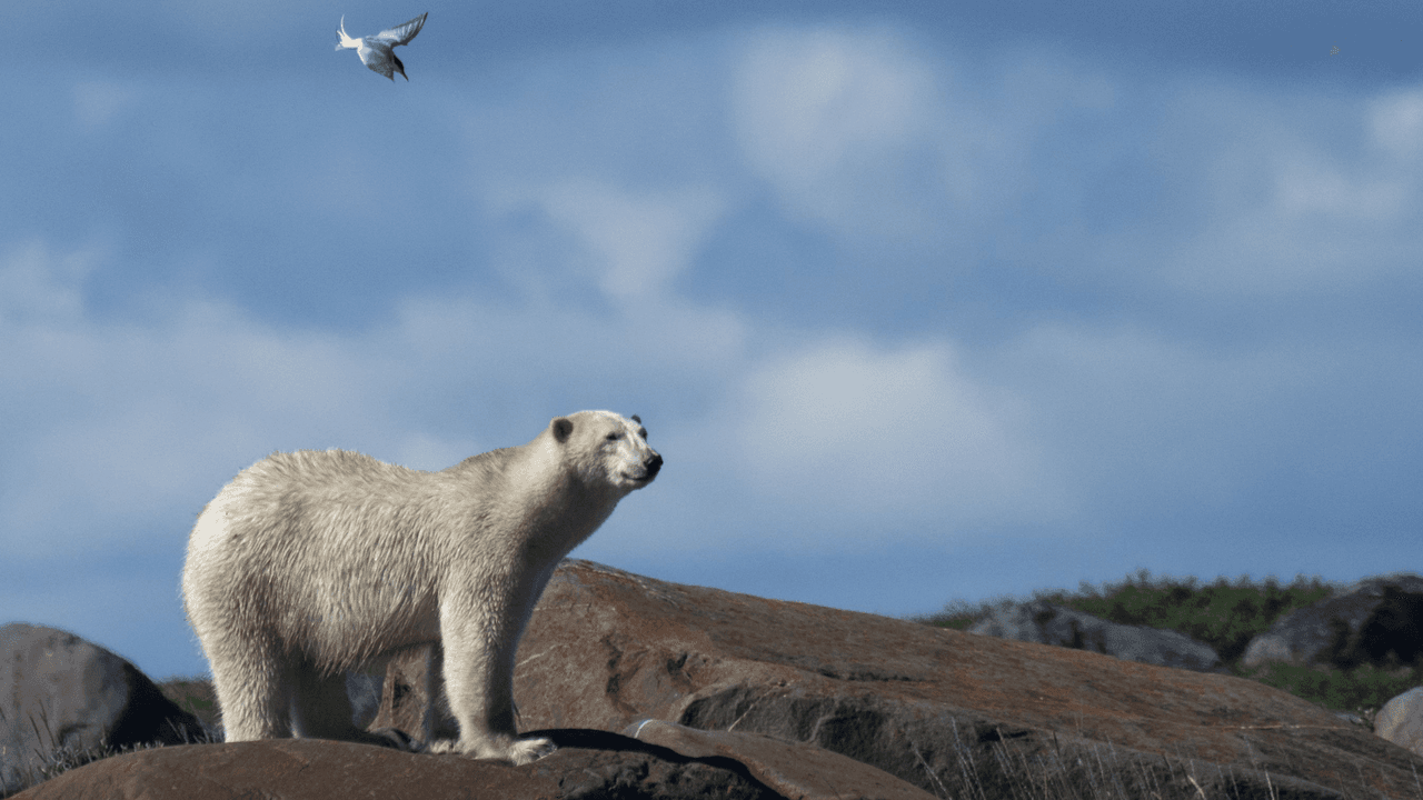 Oso polar