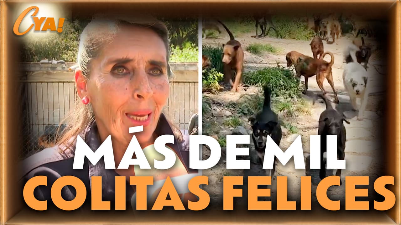 Cuéntamelo YA! dona croquetas a refugio de perritos