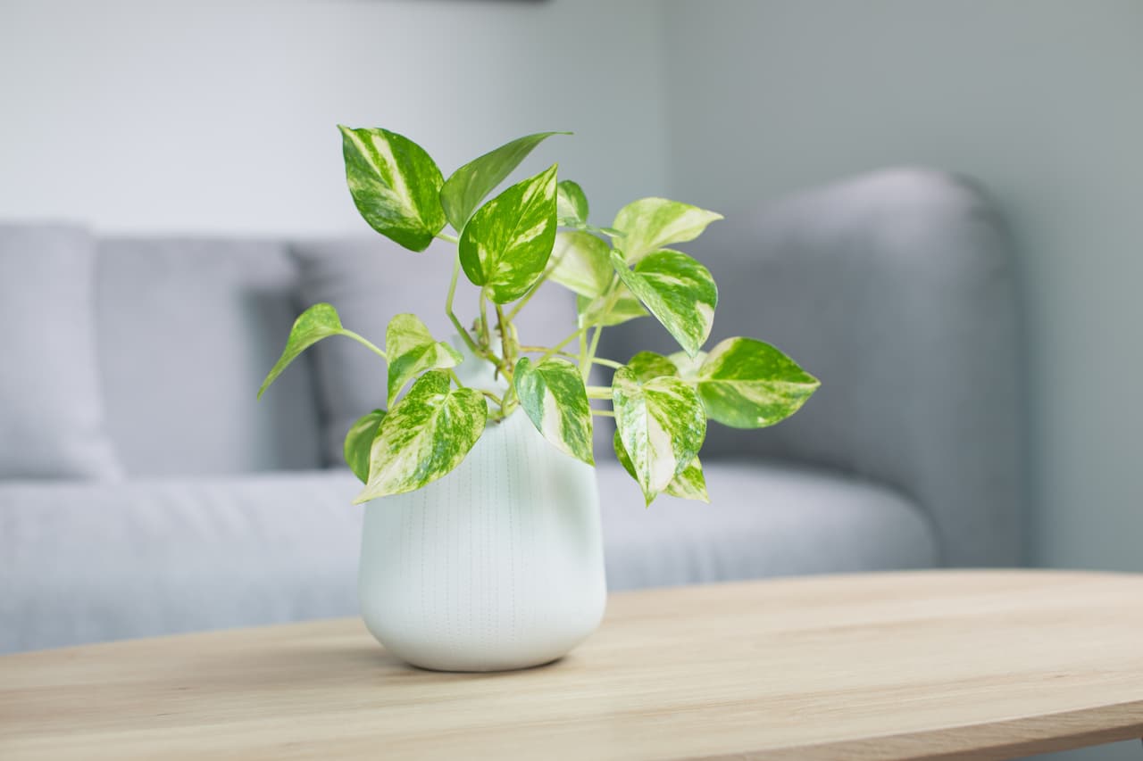 Epipremnum aureum plant or Golden pothos on wooden table in living room. Epipremnum aureum (Linden & AndrÃ©) G.S.Bunting in gray ceramic pot.