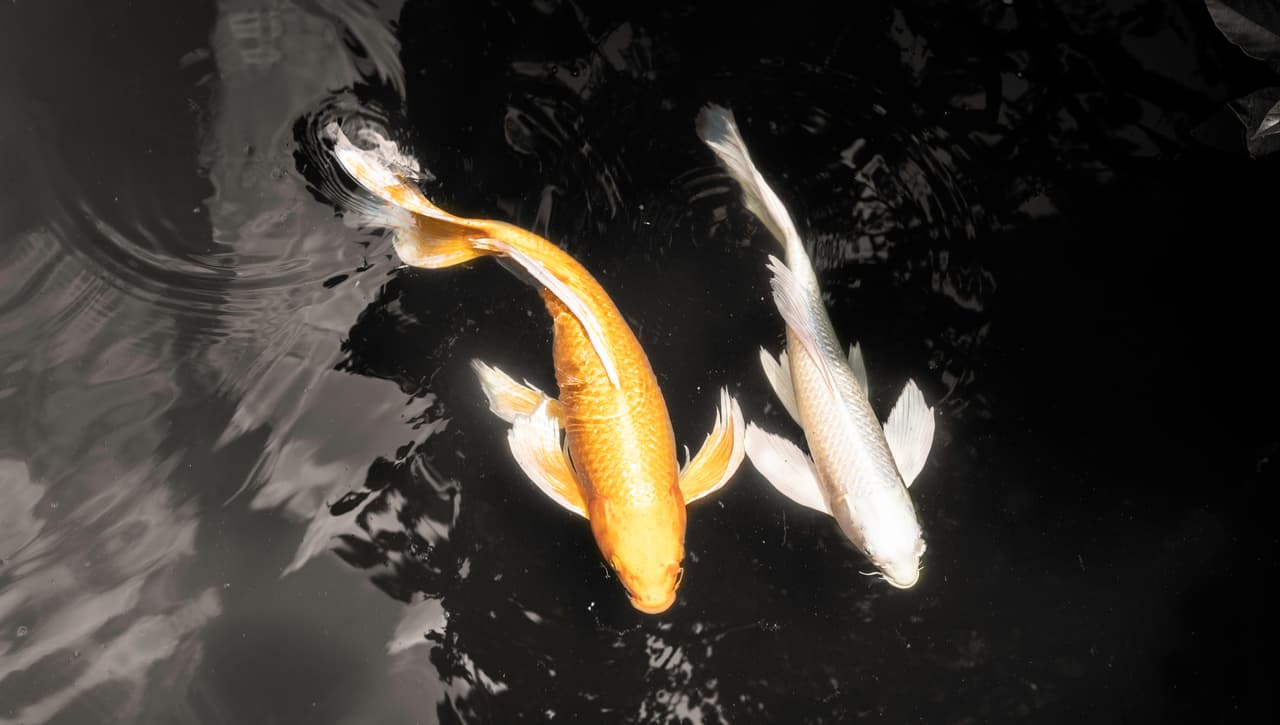Koi fishes swim in the pond.