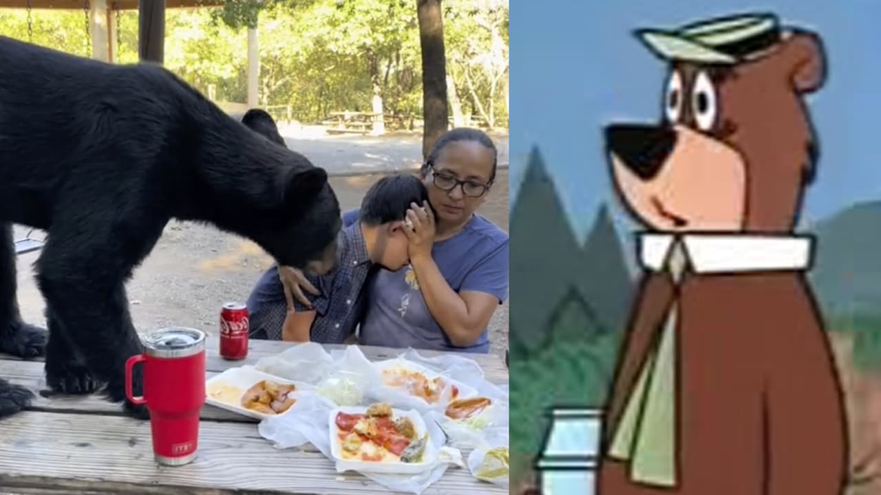 "Los dejó sin comer": Oso roba las enchiladas de una familia en México y se hace viral