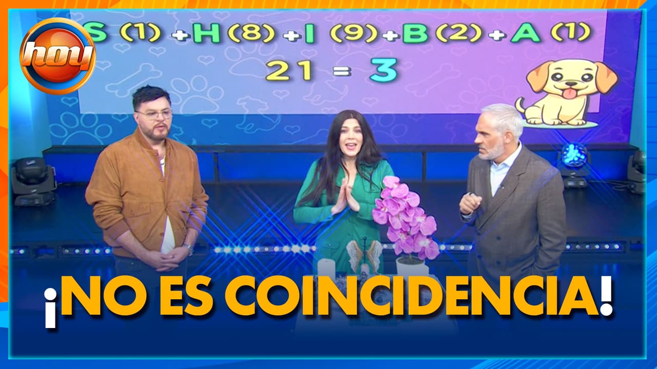 ¿Qué dice la NUMEROLOGÍA angelical de tu perro? Descúbrelo en su día