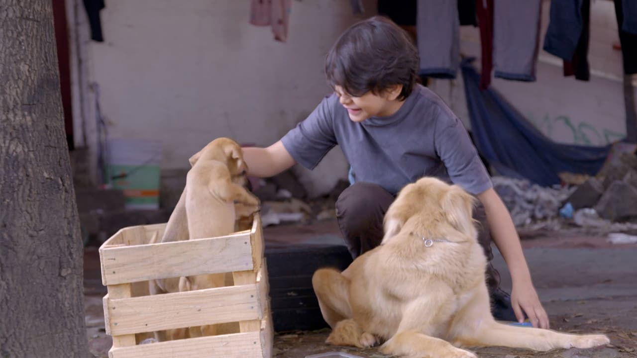 La Rosa de Guadalupe: Capítulo completo "La naturaleza del amor"