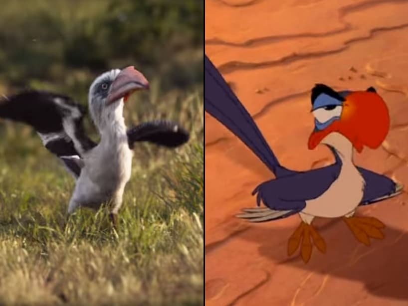 John Oliver, quien interpretó el papel de "Pitufo Vanidoso", fue el elegido para darle vida a "Zazu". Rowan Atkinson, mejor conocido como "Mr. Bean", fue quien le dio vida en la versión de El Rey León de 1994.