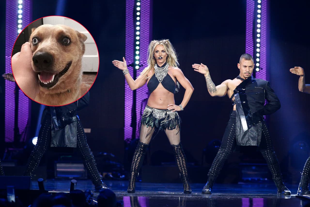 Perro ‘interpreta’ ‘Toxic’ de Britney Spears y las redes enloquecen
