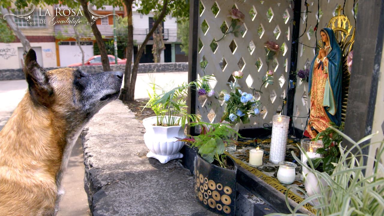 La Rosa de Guadalupe | MIS OJOS DE LUZ | Resumen | Parte 2