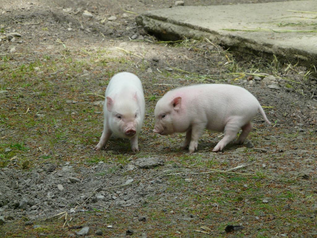 Los cerdos vietnamitas son pequeños y comen de todo, pero cuidado, porque pueden sufrir de obesidad