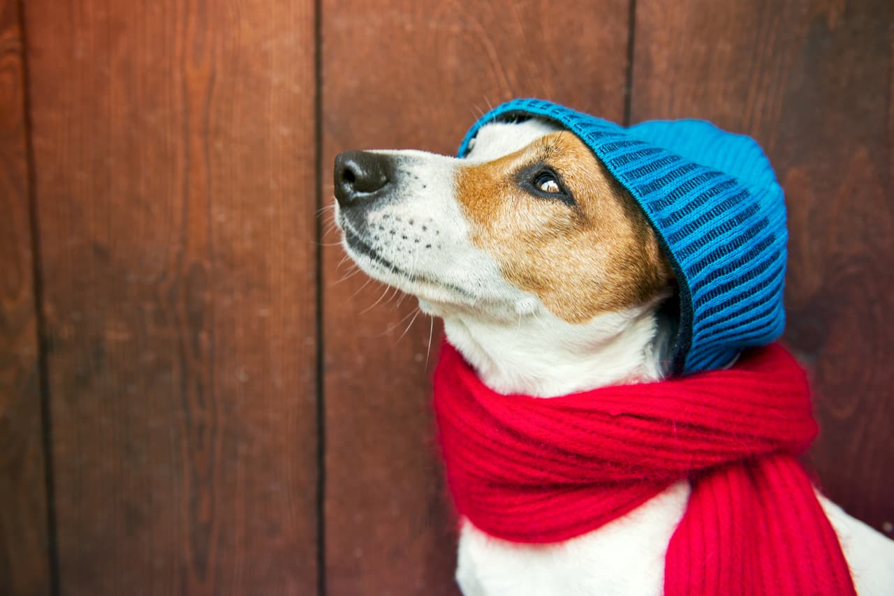 A través de las redes sociales, la Secretaría de Protección Civil de la Ciudad de México compartió algunos tips que te ayudarán a proteger a tu mascota del frío: