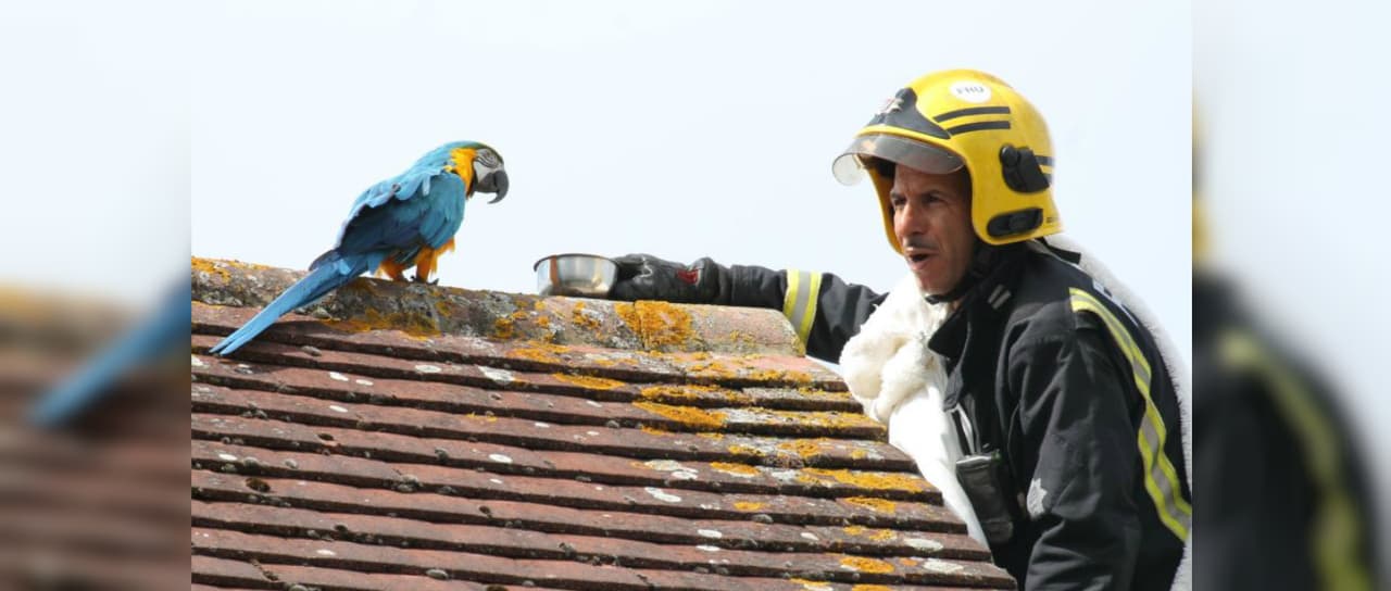 Loro insulta a bombero por intentar rescatarlo