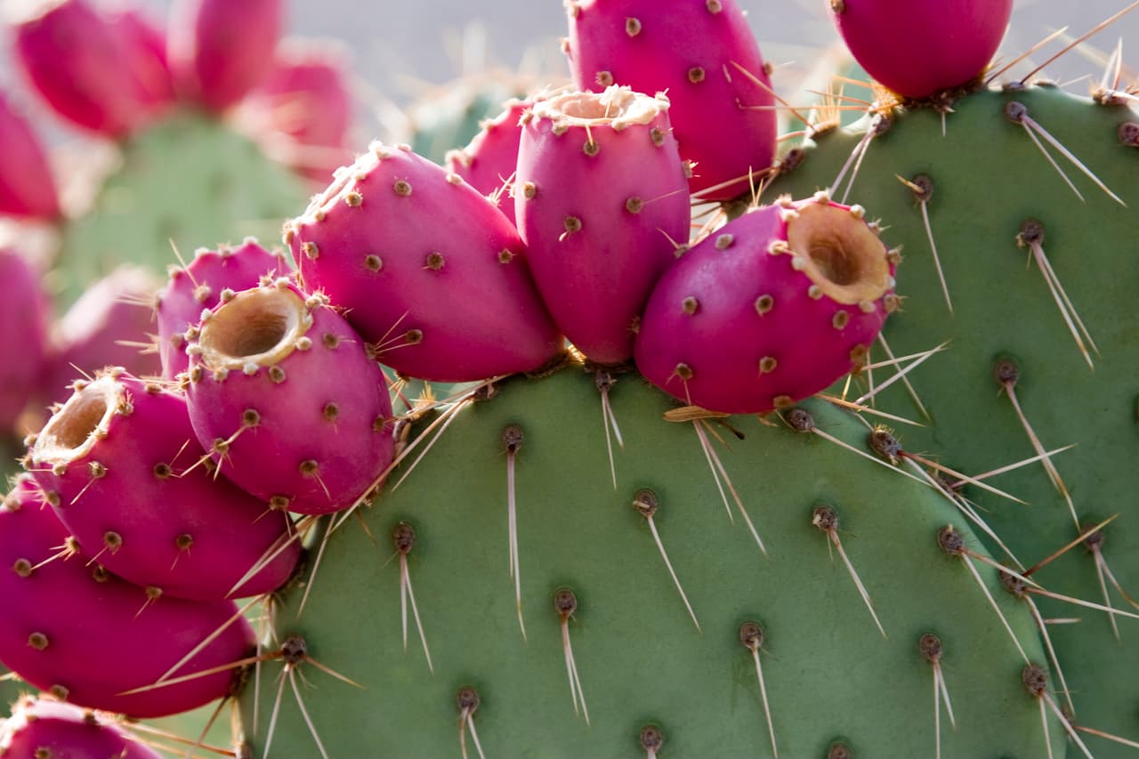 Prickly Pear cactus full of Nopal fruit. Sonoran Desert, Arizona. Interesting magenta and green color scheme. I am amazed at the variety of these plants.