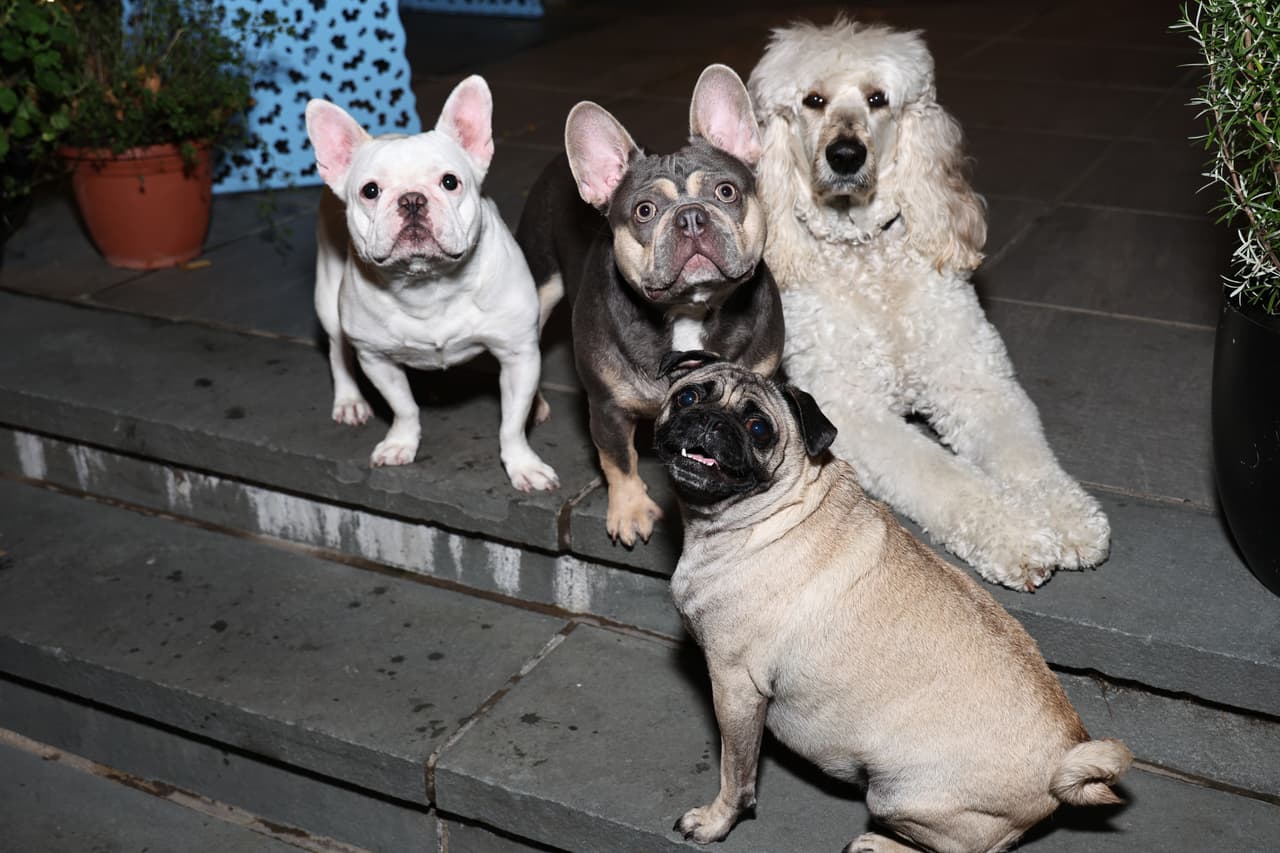 Expertos sugieren evitar el contacto de tu mascota con más perros.