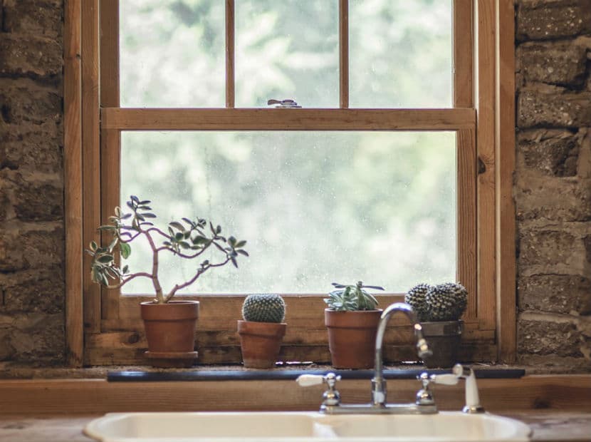 Ninguna planta espinosa o cactus debe estar dentro de tu hogar, pues atraen problemas económicos o de pareja