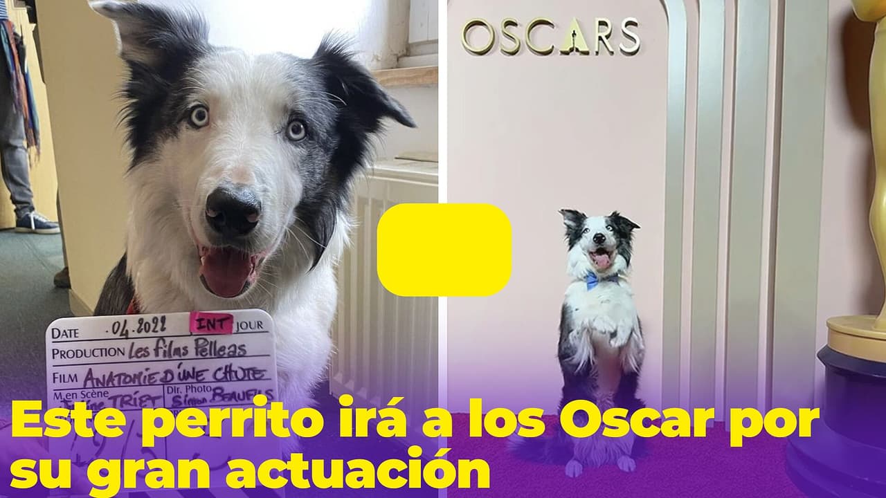 Este adorable perro ganó un premio por su actuación y ahora asistirá a los Premios Oscar