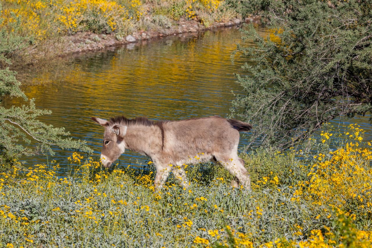 Como burro en primavera: ¿fantasía o verdad?