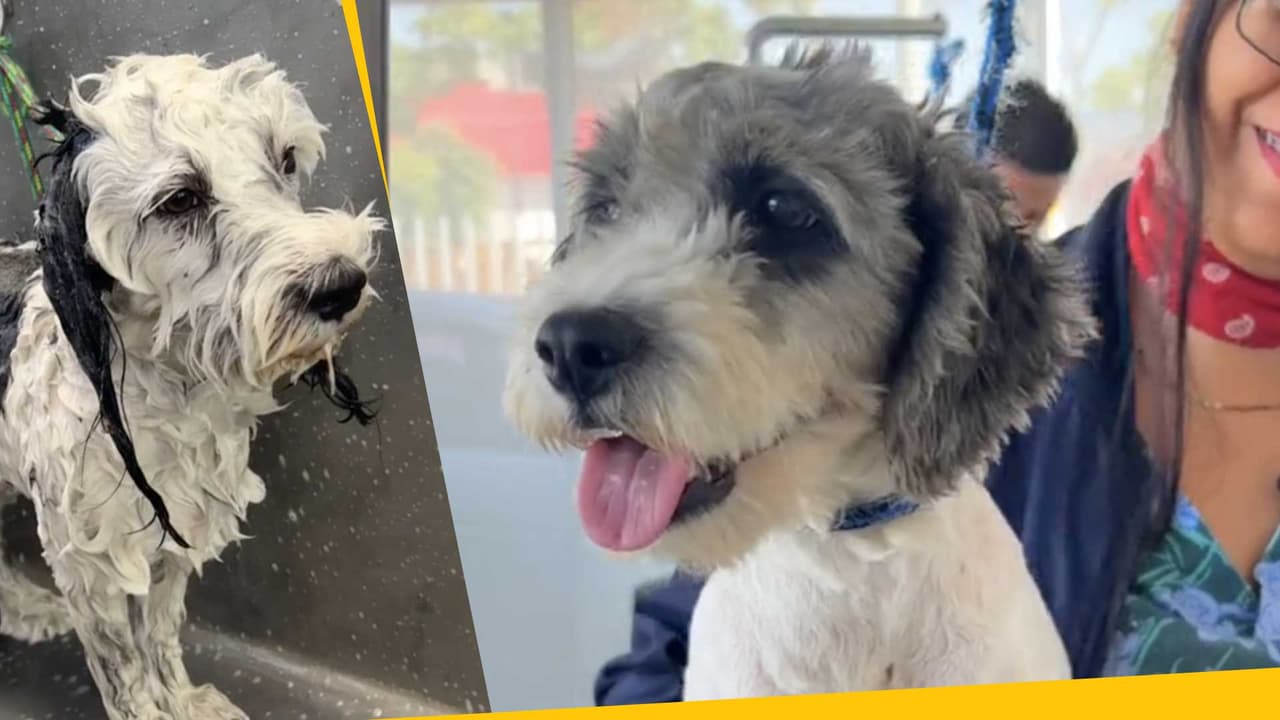 “Llegué de la barbería”: transformaciones de perritos luego de la estética