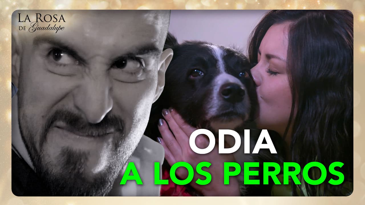 Orlando va a la cárcel por ser un mal hombre y lastimar a los lomitos