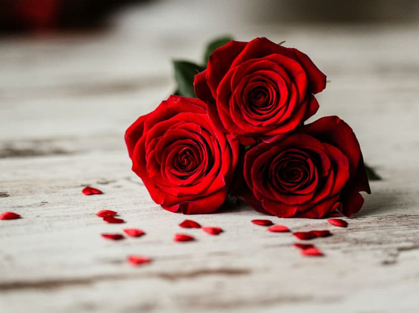 Aries. Ninguna flor como la rosa roja captura mejor su espíritu apasionado y fiero.