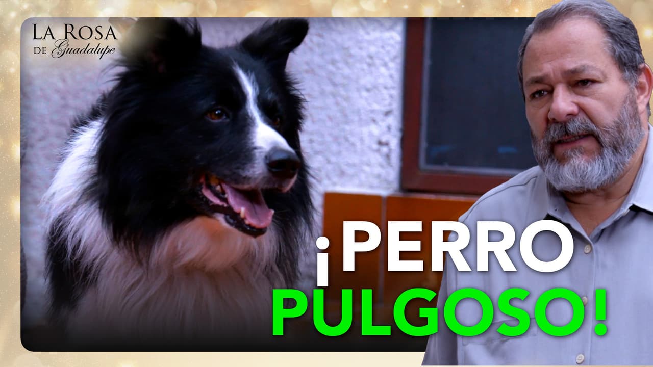 Don Beto está obsesionado con la limpieza y el perrito de su hija se vuelve su peor pesadilla