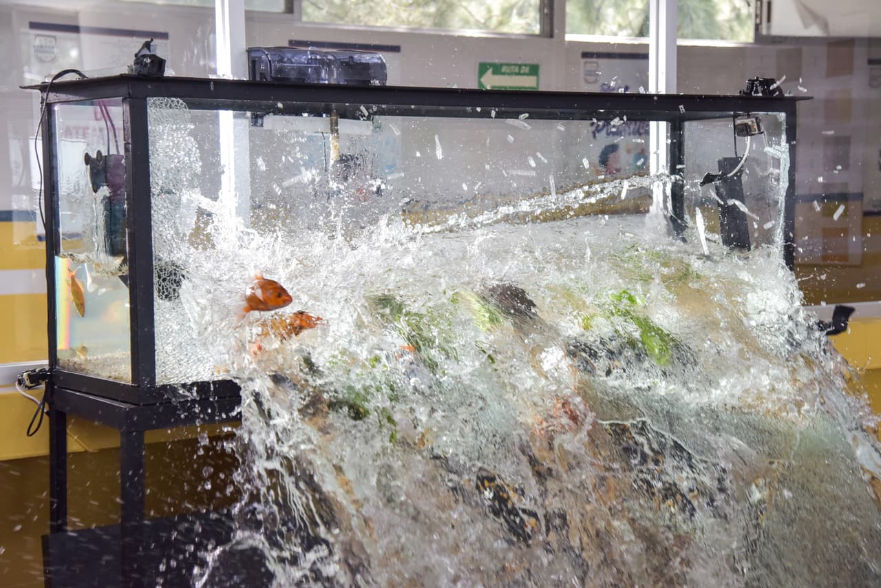 El agua inundó el salón y los peces terminaron en el suelo, provocando también que 'Tadeo' pueda estar en problemas en la escuela. ¿Qué pasará con el pequeño? Velo de lunes a viernes a las 8:30 pm. con Las Estrellas