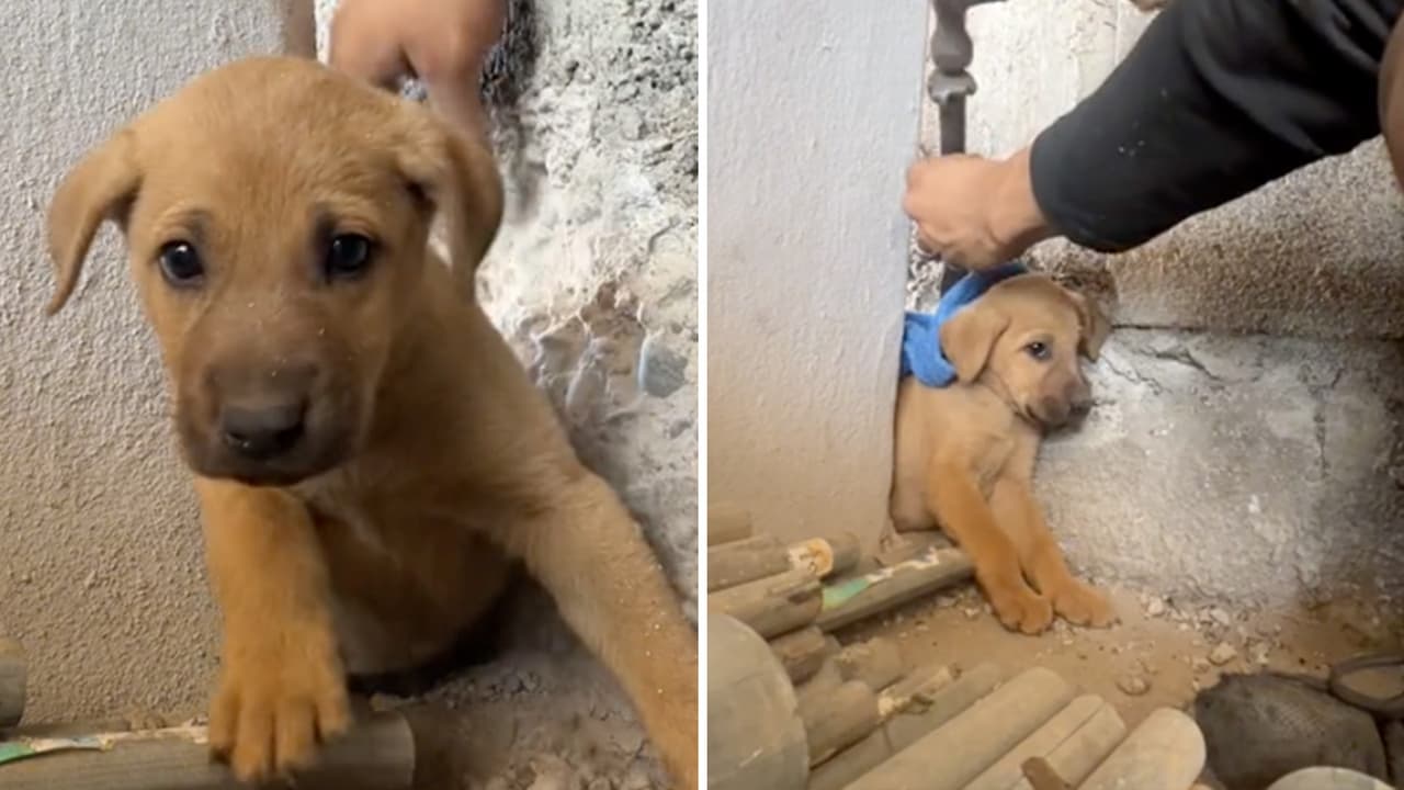 ¿Cómo llegó ahí? Perrito queda atrapado en medio de la pared y su rescate divirtió a Internet