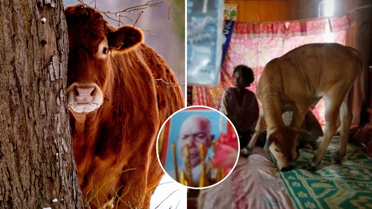 Mujer se casa con una vaca y asegura que es la reencarnación de su esposo: causa polémica