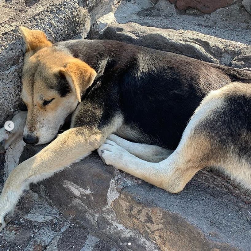 La actriz, que fue nominada en la pasada entrega de los Premios Oscar por su actuación en ‘La Buena Esposa’, quedó impresionada al encontrar varios perros sin dueño durmiendo en la Pirámide del Sol.