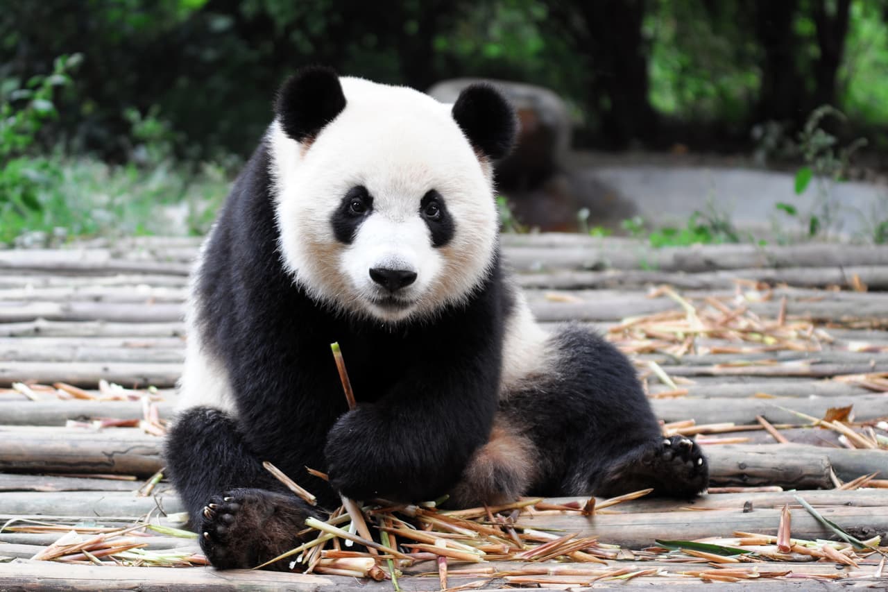 El Oso Panda es uno de los animales en peligro de extinción