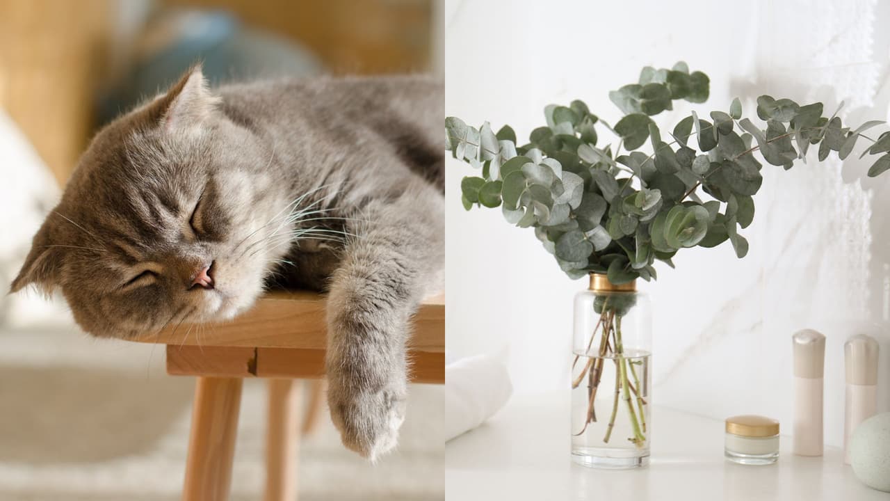 Las 10 plantas más tóxicas para gatos, ¡mantenlos alejados!